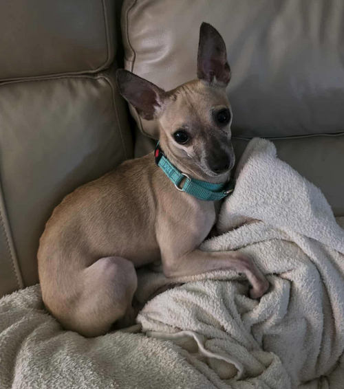 picture of the dog needing adoption