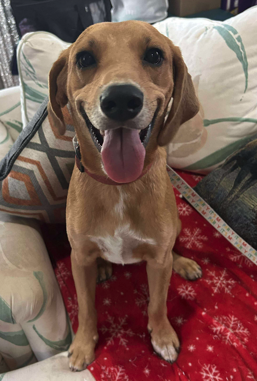 picture of the dog needing adoption