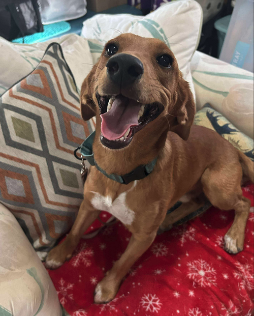 picture of the dog needing adoption