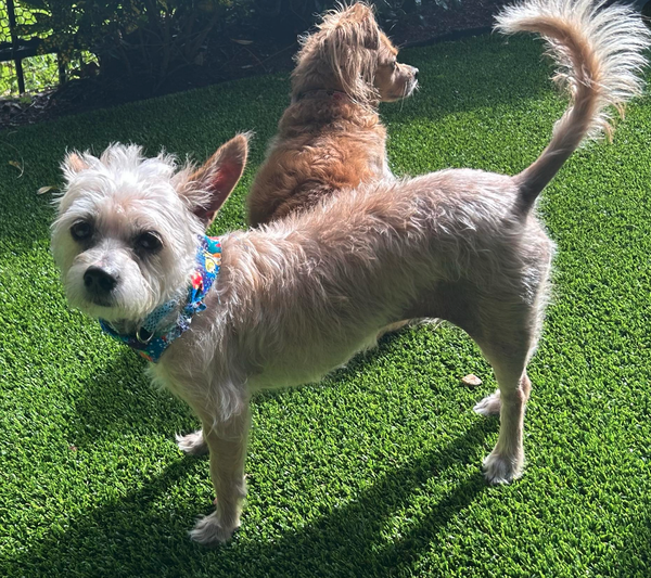 Chanel (must be adopted with Bear)