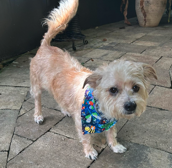 Bear (must be adopted with Chanel)