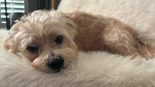 BEAR (MUST BE ADOPTED WITH CHANEL)ADOPTION PENDING