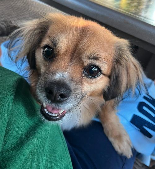 picture of the dog needing adoption