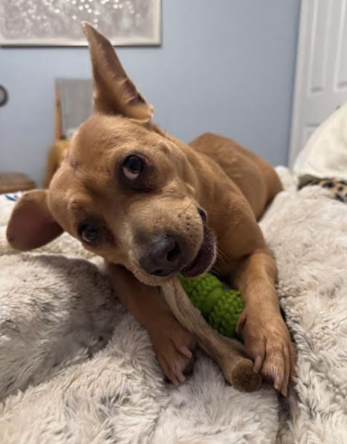 Goldie, an adoptable Dachshund in Osteen, FL