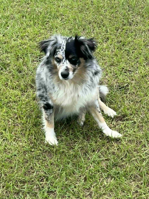 picture of the dog needing adoption