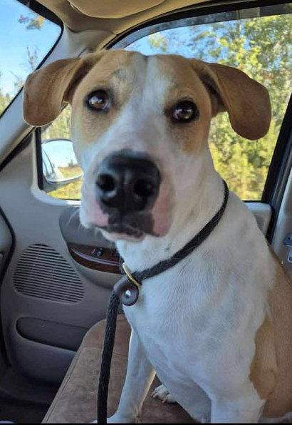 Peaches ADOPTION PENDING