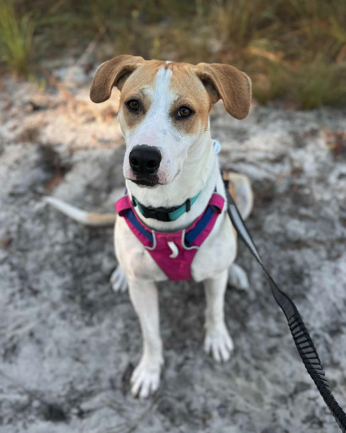 picture of the dog needing adoption