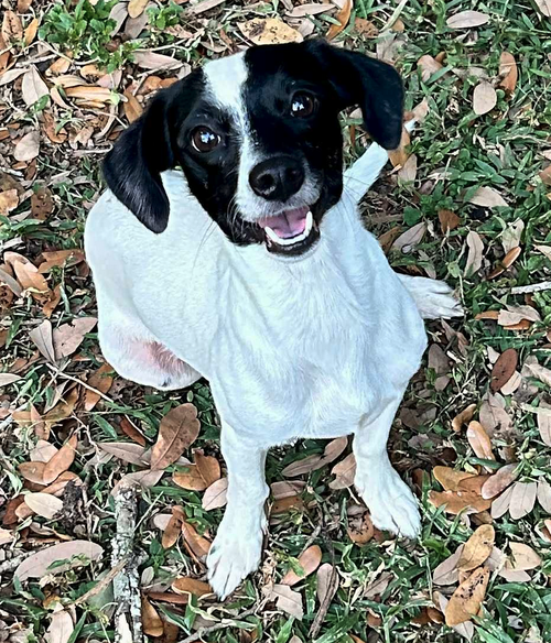 picture of the dog needing adoption