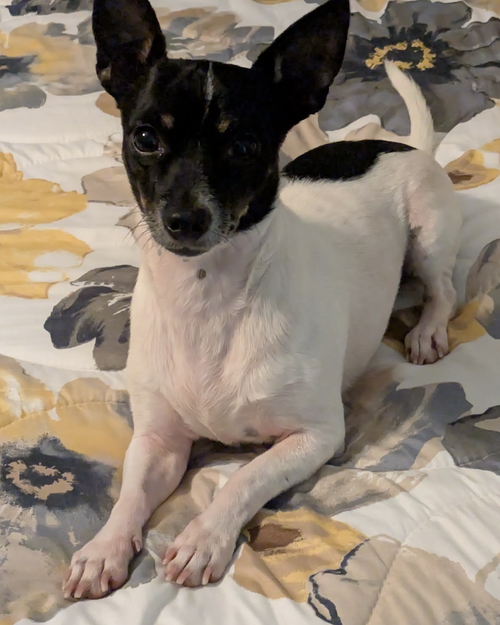 picture of the dog needing adoption