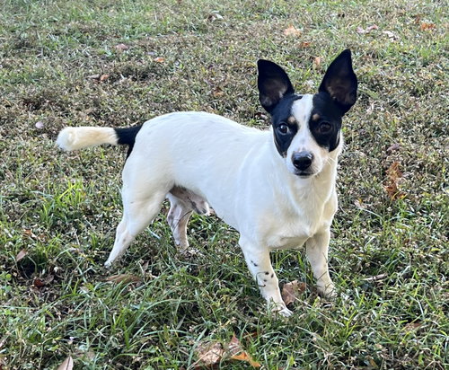 picture of the dog needing adoption