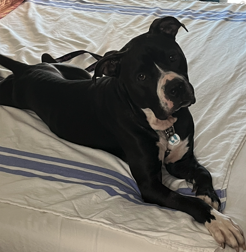 picture of the dog needing adoption