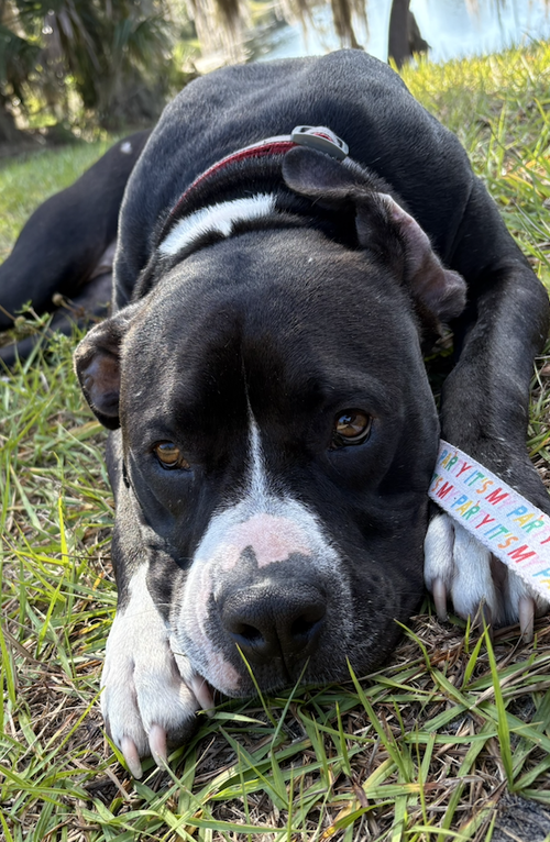 picture of the dog needing adoption