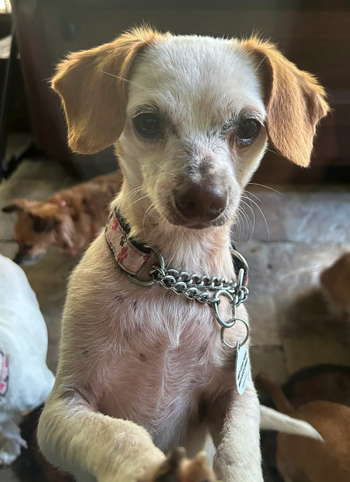 picture of the dog needing adoption