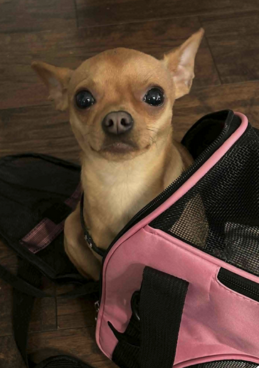picture of the dog needing adoption
