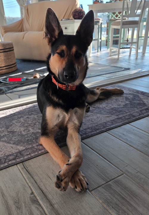 picture of the dog needing adoption