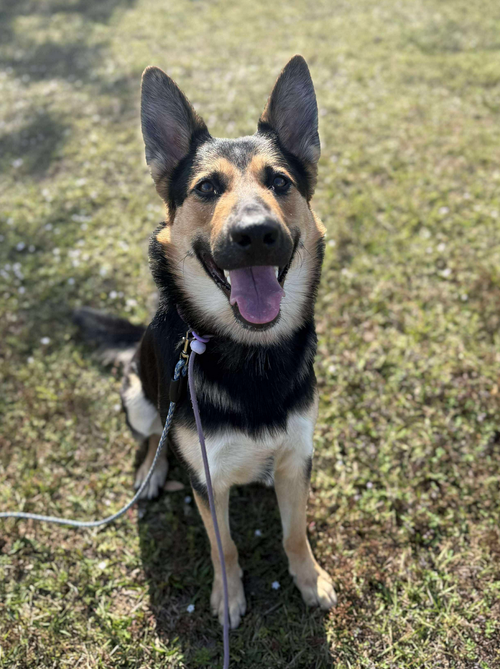 picture of the dog needing adoption