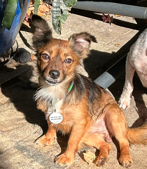 picture of the dog needing adoption