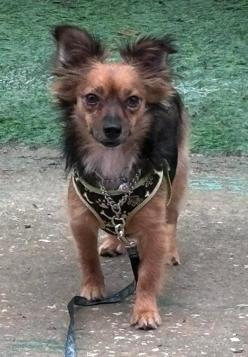 picture of the dog needing adoption