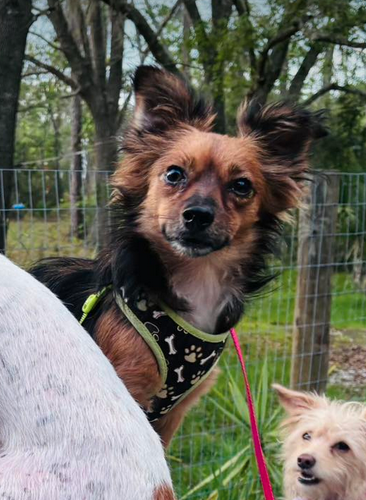 Sidney, an adoptable Chihuahua in Osteen, FL