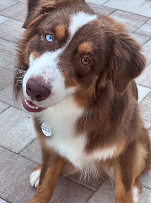 picture of the dog needing adoption