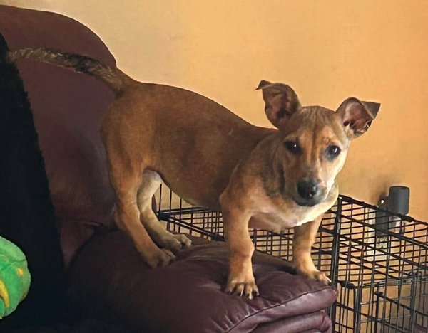Lil Tillie ADOPTION PENDING