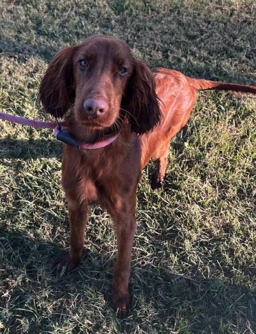 picture of the dog needing adoption