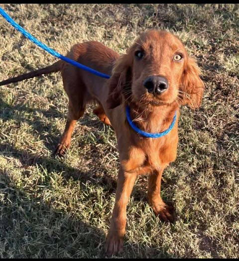 picture of the dog needing adoption