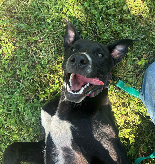 picture of the dog needing adoption