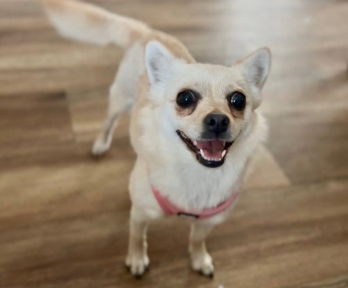 picture of the dog needing adoption