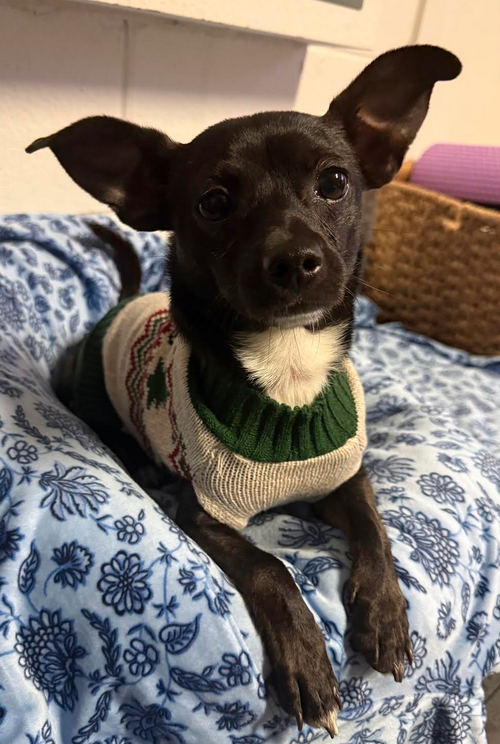 picture of the dog needing adoption