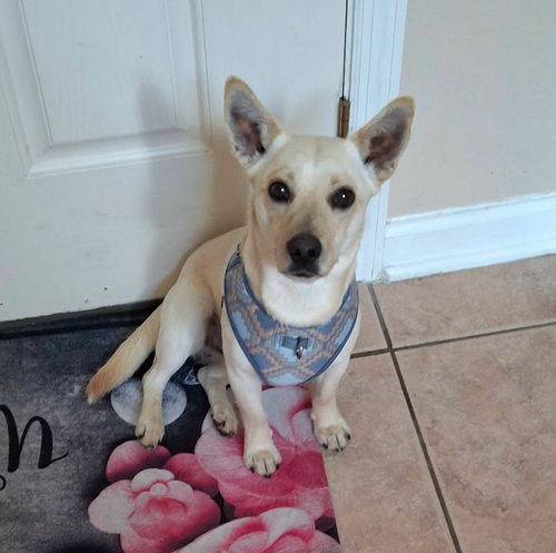 picture of the dog needing adoption