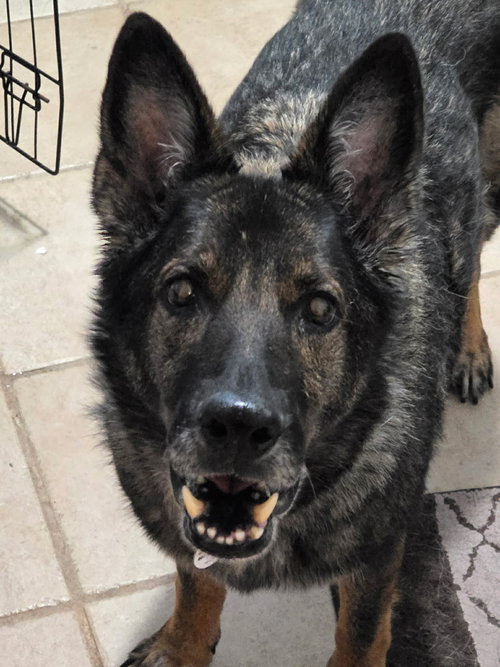 picture of the dog needing adoption