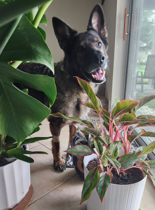 Gouda, an adoptable German Shepherd Dog in Osteen, FL