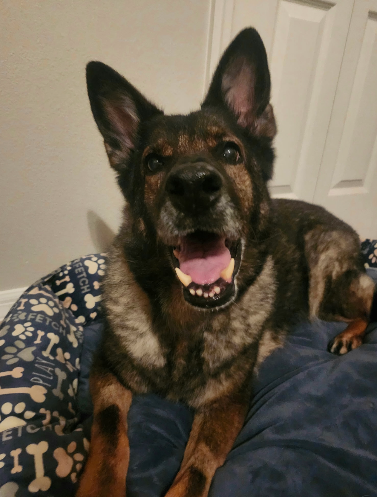 Gouda