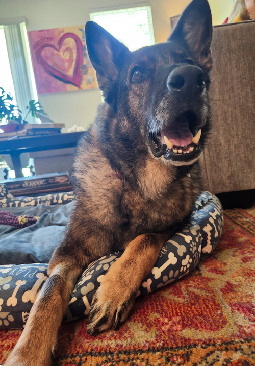 Gouda, an adoptable German Shepherd Dog in Osteen, FL