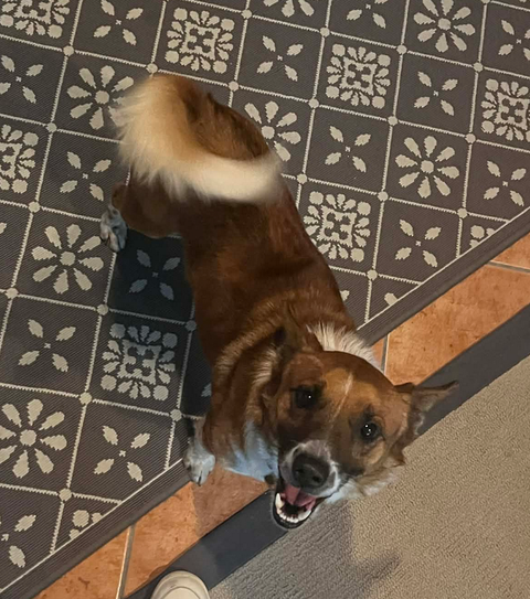 picture of the dog needing adoption