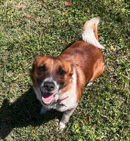 picture of the dog needing adoption