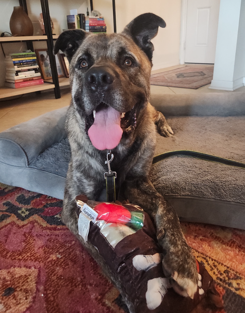 Sultan, an adoptable Mastiff in Osteen, FL