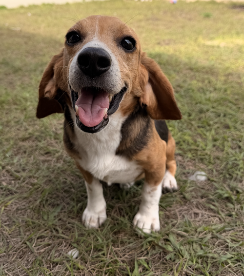 picture of the dog needing adoption
