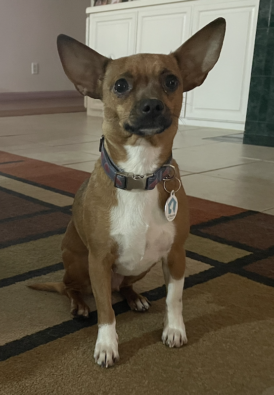 Brandie