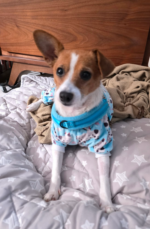 Tinsley, an adoptable Chihuahua in Osteen, FL