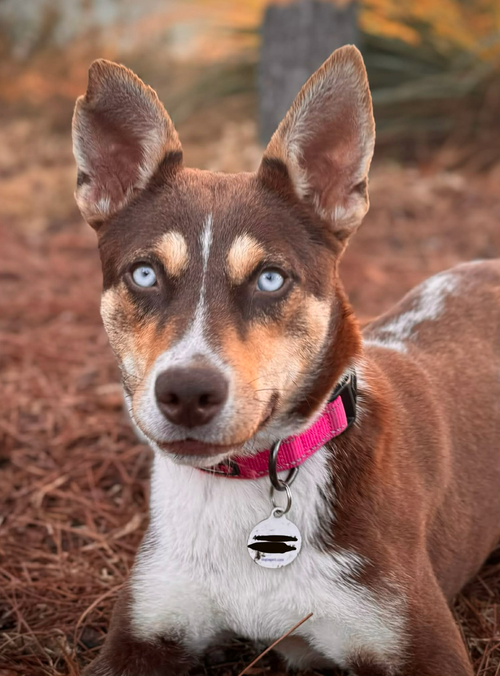 picture of the dog needing adoption