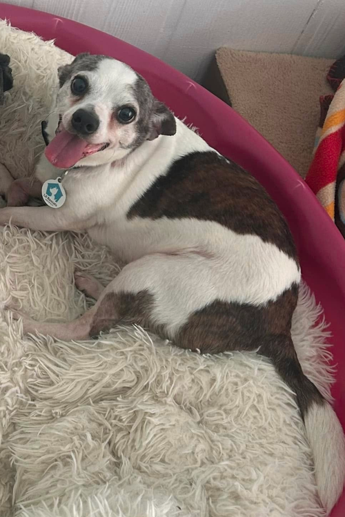 Max, an adoptable Chihuahua in Osteen, FL