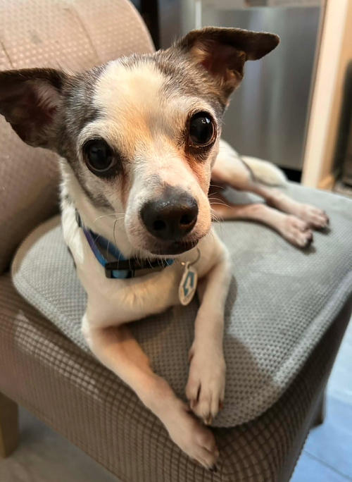 picture of the dog needing adoption