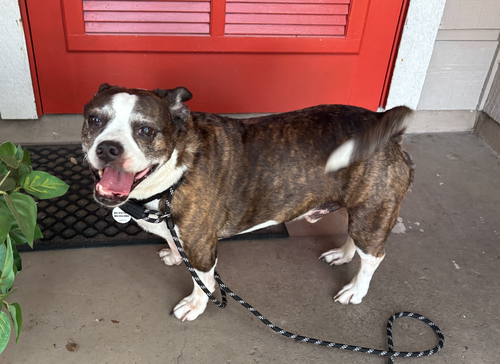 picture of the dog needing adoption