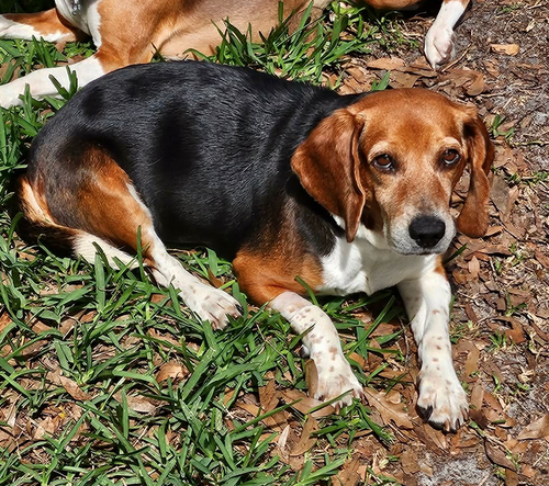 Libby, an adoptable Beagle in Osteen, FL