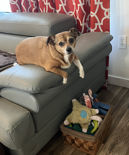 Poppie, photo 17
