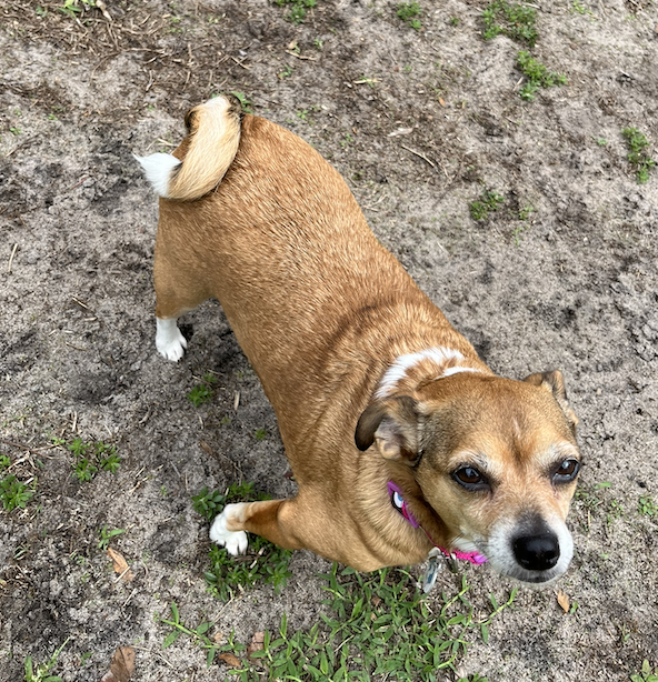 Poppie, photo 16