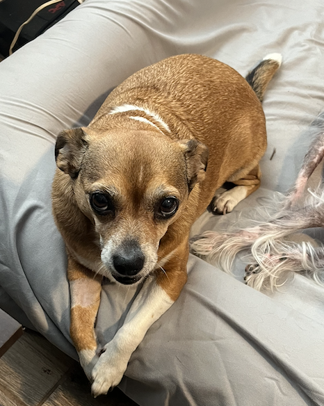 Poppie, photo 18