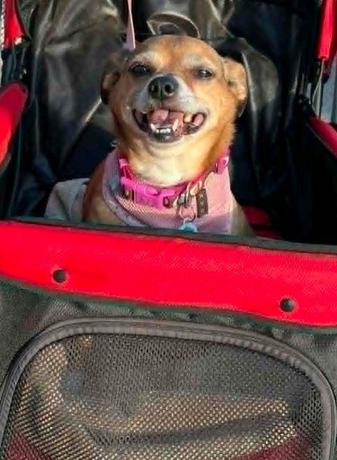 Poppie, an adoptable Chihuahua in Osteen, FL